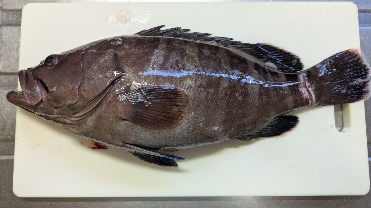 コウペンさんの釣果 1枚目の画像