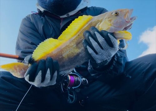 アイナメの釣果