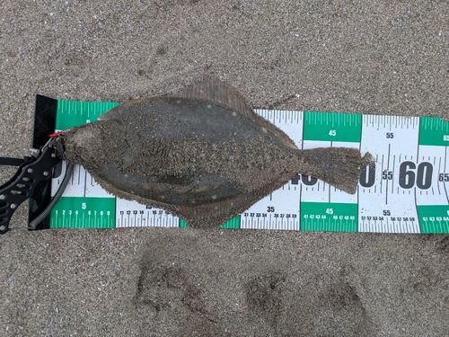 イシガレイの釣果