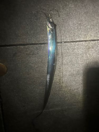 タチウオの釣果