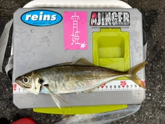 マアジの釣果