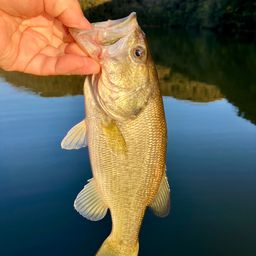 ラージマウスバス