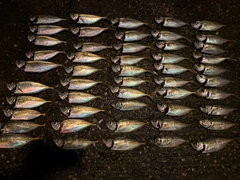 アジの釣果