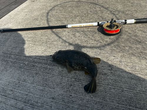 ヒガンフグの釣果