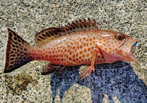 内浦湾（沼津）