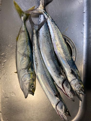サゴシの釣果