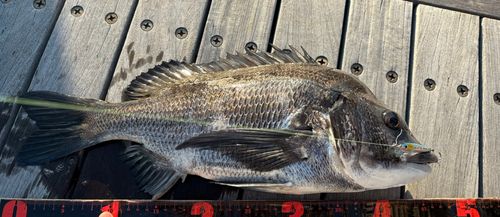 チヌの釣果