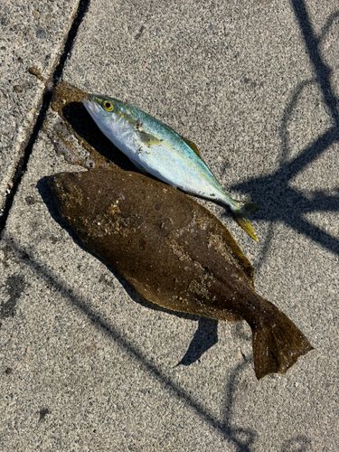 ヒラメの釣果