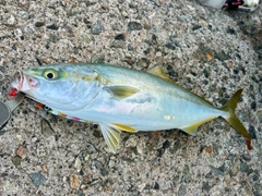 フクラギの釣果