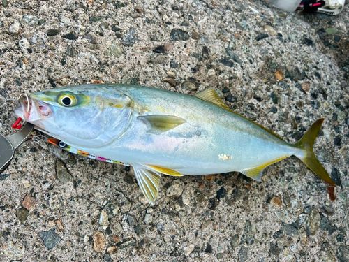 フクラギの釣果