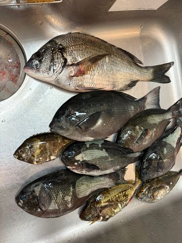 グレの釣果