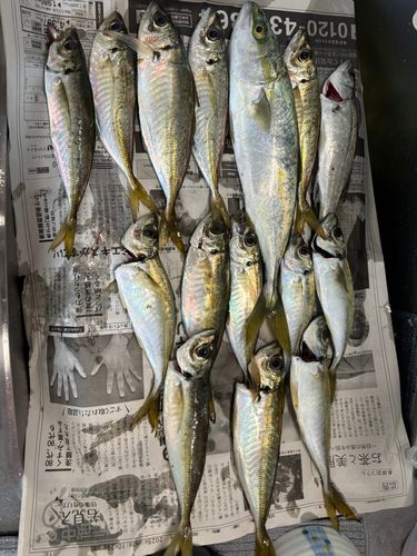アジの釣果