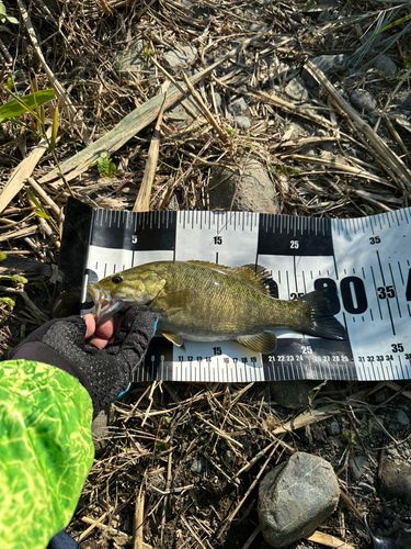 スモールマウスバスの釣果