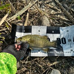 スモールマウスバス