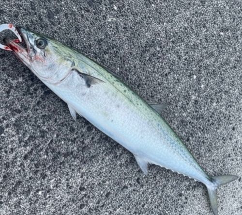 サゴシの釣果