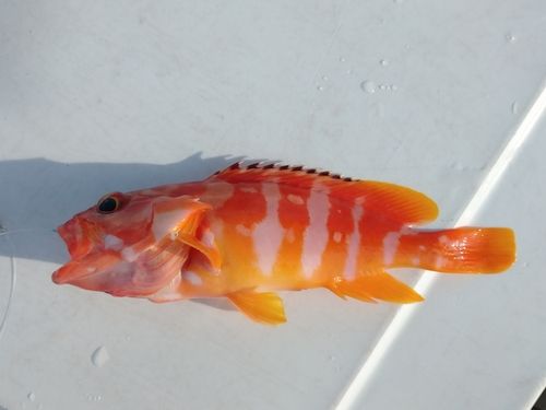 アカハタの釣果