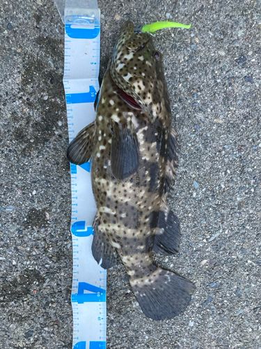 ヤイトハタの釣果