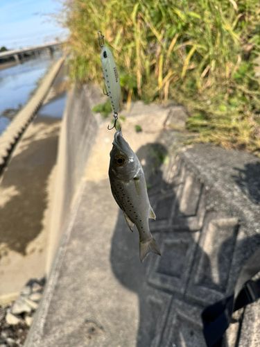 セイゴ（ヒラスズキ）の釣果