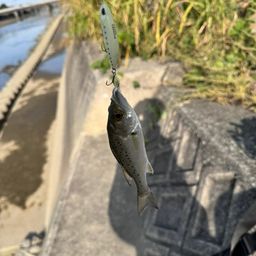 セイゴ(ヒラスズキ)