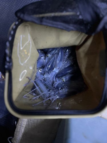 マメイカの釣果