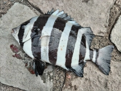 サンバソウの釣果