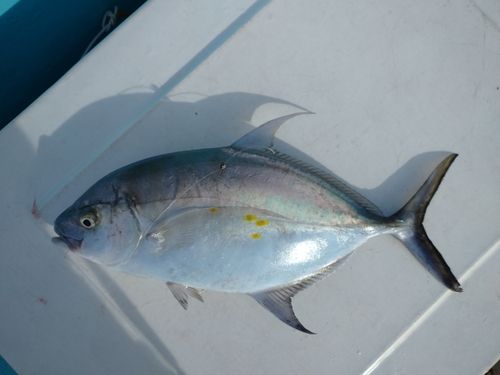 ナンヨウカイワリの釣果