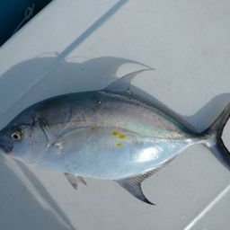 ナンヨウカイワリ