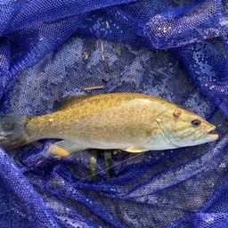 スモールマウスバス