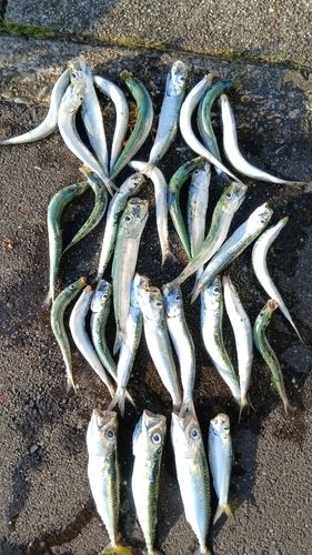 イワシの釣果