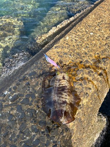 アオリイカの釣果