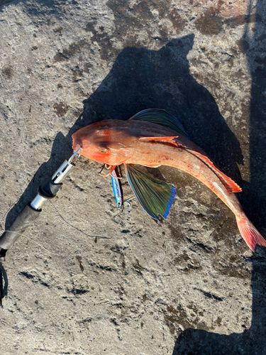 ホウボウの釣果