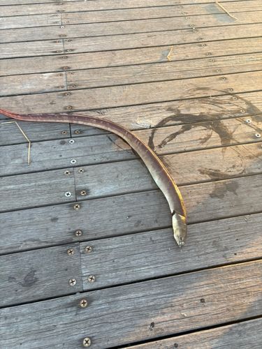 ホタテウミヘビの釣果