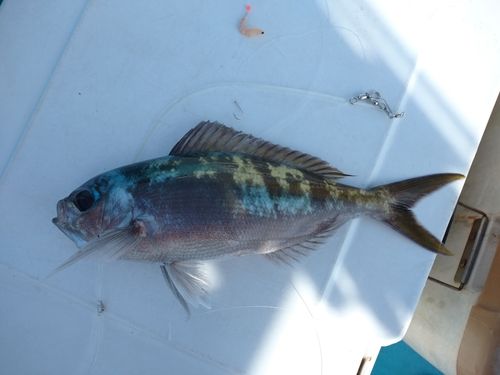 ウメイロの釣果