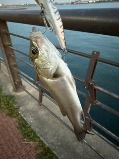 セイゴ(タイリクスズキ)の釣果
