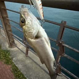 セイゴ(タイリクスズキ)