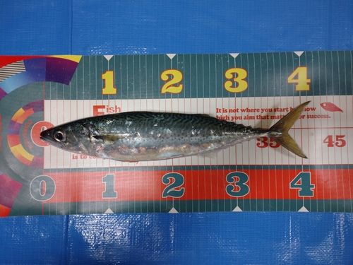 ゴマサバの釣果