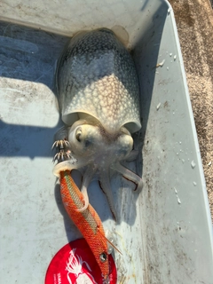 シリヤケイカの釣果