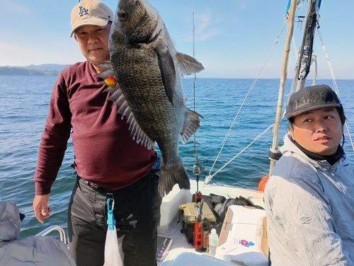 チヌの釣果
