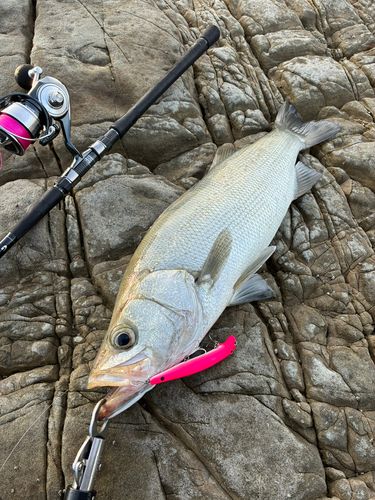 ヒラスズキの釣果