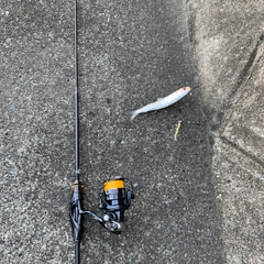 ウルメイワシの釣果