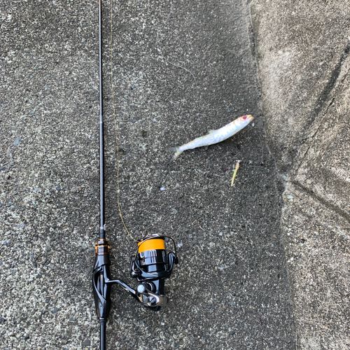 ウルメイワシの釣果