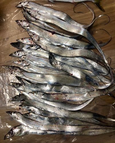 タチウオの釣果