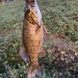 スモールマウスバス