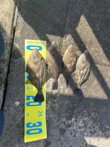 カワハギの釣果