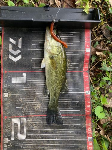 ブラックバスの釣果