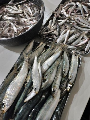 マイワシの釣果