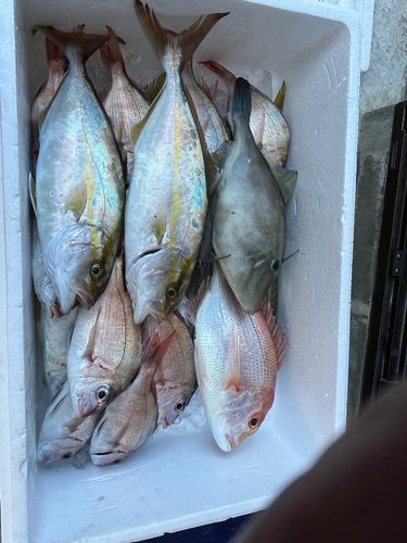 レンコダイの釣果