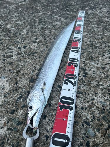 タチウオの釣果