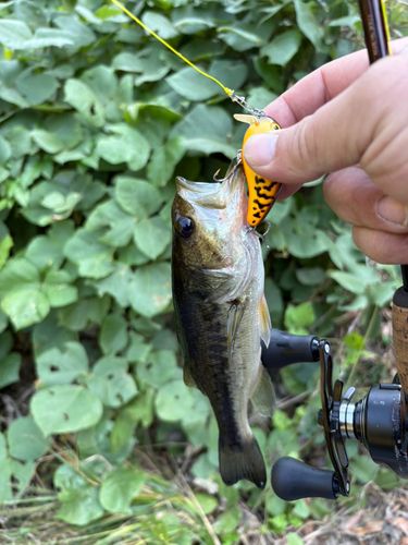ラージマウスバスの釣果