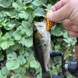 ラージマウスバス